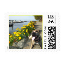 Pitbull on a Spring day postage by ritmoboxer Pitbull on a Spring day postage