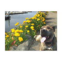Pitbull on a Spring day postcard