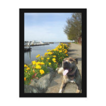 Pitbull on a Spring day postcard