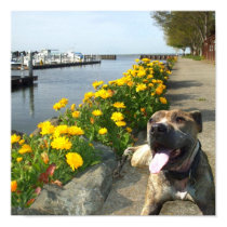 Pitbull on a spring day poster posters by ritmoboxer Pitbull on a spring day poster posters