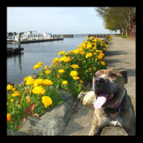 Pitbull on a spring day poster posters