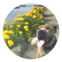 Pitbull on a Spring day stickers