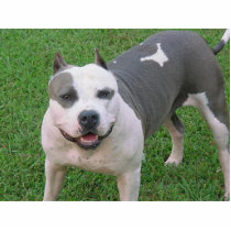 pitbull photo sculptures