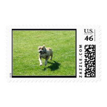 Pitbull postage by ritmoboxer Pitbull postage