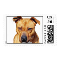 Pitbull postage