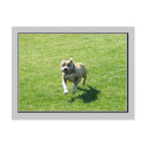 Pitbull postcard
