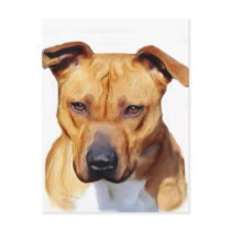 Pitbull postcard