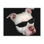 Pitbull postcard