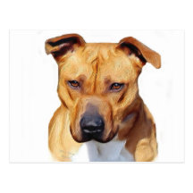 Pitbull postcard