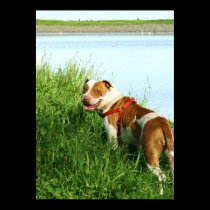 Pitbull poster posters
