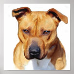 Pitbull poster