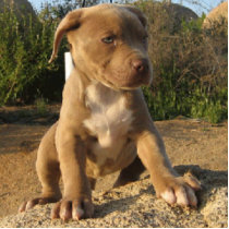 pitbull pup pop up photo sculptures