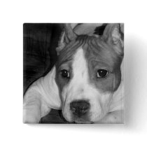 Pitbull puppy button