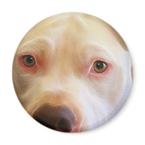 Pitbull Puppy Dog Eyes Art Photography magnets