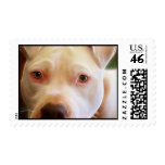Pitbull Puppy Dog Eyes Art Photography postage