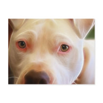 Pitbull Puppy Dog Eyes Art Photography postcards by KahunaLuna Pitbull Puppy Dog Eyes Art Photography postcards