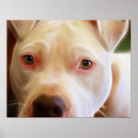 Pitbull Puppy Dog Eyes Art Photography Print