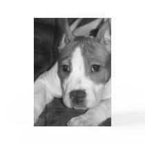 Pitbull puppy greeting card by ritmoboxer Pitbull puppy greeting card