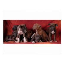Pitbull puppy heaven post card
