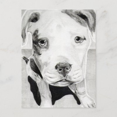 Pitbull Pencil Drawings