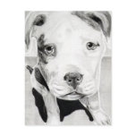Pitbull Puppy in pencil 2  by Jacob Grimm Post Cards