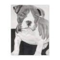Pitbull Puppy in pencil 3 by Jacob Grimm postcards