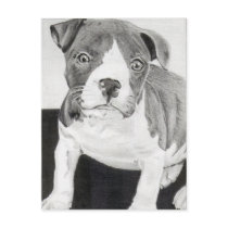 Pitbull Puppy in pencil 3 by Jacob Grimm postcards