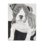 Pitbull Puppy in pencil 3 by Jacob Grimm Post Cards
