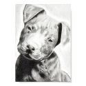 Pitbull puppy in pencil print by Jacob Grimm