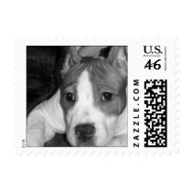 Pitbull puppy postage by ritmoboxer Pitbull puppy postage