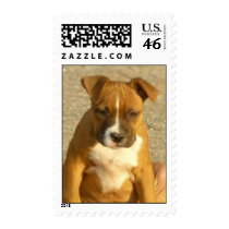 Pitbull puppy postage postage by ritmoboxer Pitbull puppy postage postage