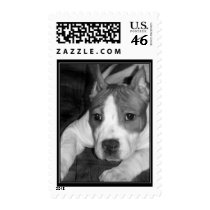 Pitbull puppy postage postage by ritmoboxer Pitbull puppy postage postage