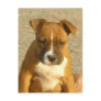 Pitbull puppy postcard