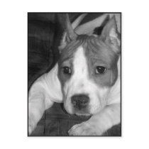 Pitbull puppy postcard