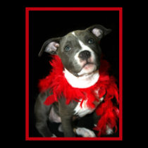 Pitbull puppy poster posters