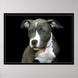 Pitbull puppy poster posters