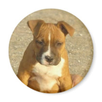 Pitbull puppy round magnet by ritmoboxer Pitbull puppy round magnet