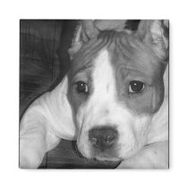 Pitbull puppy square magnet by ritmoboxer Pitbull puppy square magnet