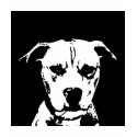 Pitbull Hemd - Damen-Baby - Puppe T-Shirt