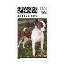 Pitbull stamp