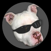 Pitbull stickers stickers
