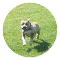 Pitbull stickers by ritmoboxer Pitbull stickers