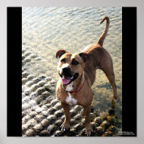 Pitbull Terrier posters