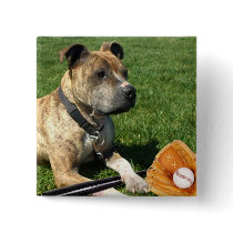 Pitbull with baseball buttons