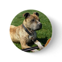Pitbull with baseball buttons