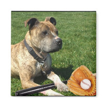 Pitbull with baseball magnet by ritmoboxer Pitbull with baseball magnet