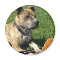Pitbull with baseball magnets by ritmoboxer Pitbull with baseball magnets