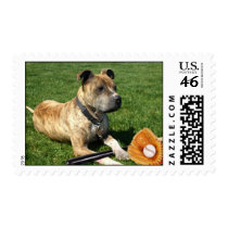 Pitbull with baseball postage by ritmoboxer Pitbull with baseball postage