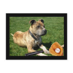 Pitbull with baseball postcards