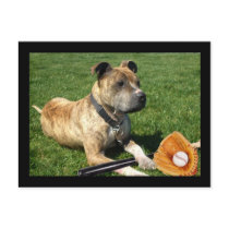 Pitbull with baseball postcards